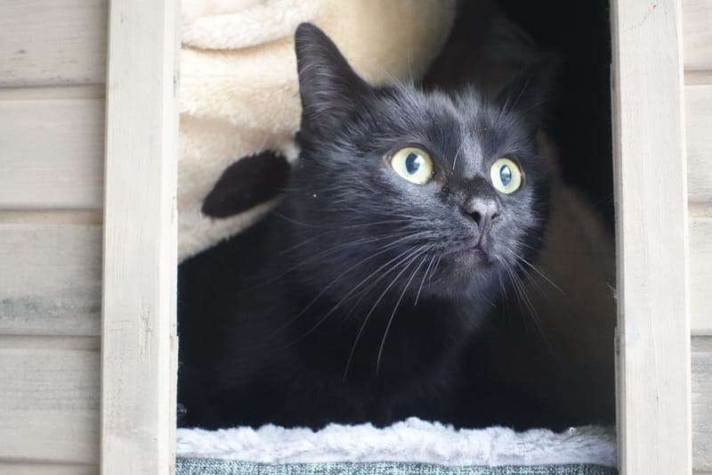 Simbala ist reserviert - Katze zur Adoption aus Tierheim Freiburg