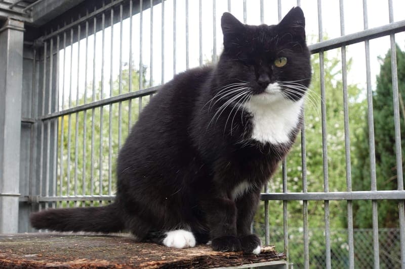 Soraya - Katze zur Adoption aus Tierheim Freiburg