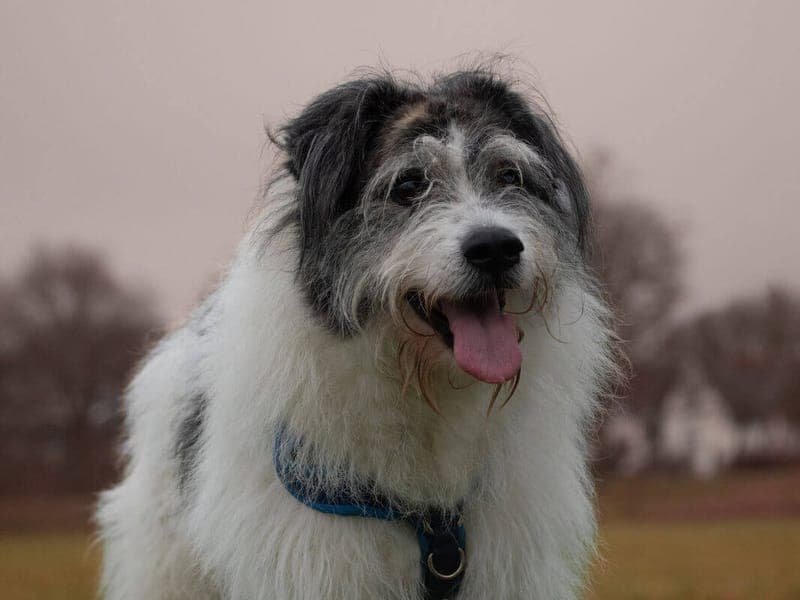 Tobi - Hund zur Adoption aus Tierheim Freiburg