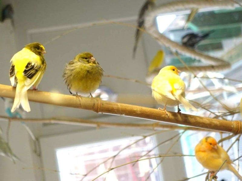 Wellen- & Nymphensittiche, Kanarienvögel - Vogel zur Adoption aus Tierheim Freiburg