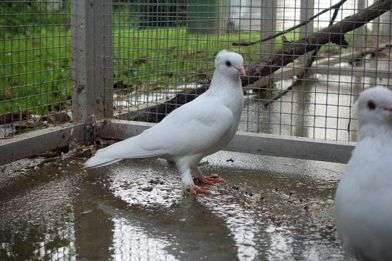 Wesker - Vogel zur Adoption aus Tierheim Freiburg