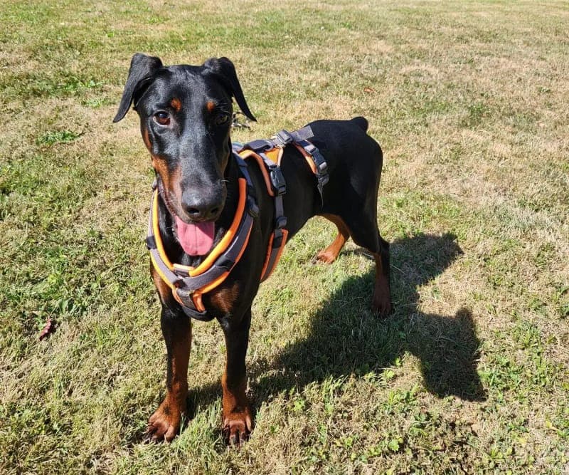 Winkie - Hund zur Adoption aus Tierheim Freiburg