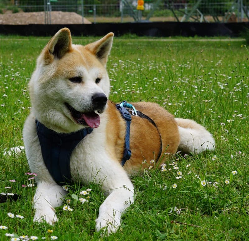 Yamaha - Hund zur Adoption aus Tierheim Freiburg