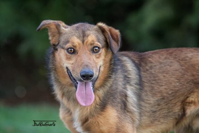 Zipi - Hund zur Adoption aus Tierheim Freiburg