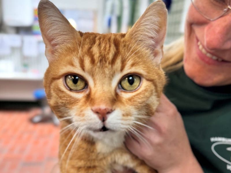 Äuglein - Katze zur Adoption aus Hamburger Tierschutzverein