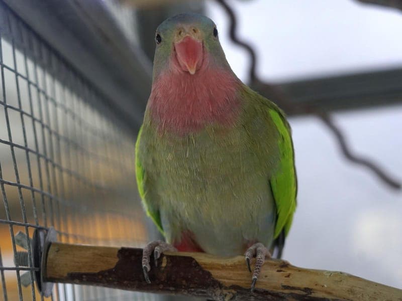 Alex - Vogel zur Adoption aus Hamburger Tierschutzverein