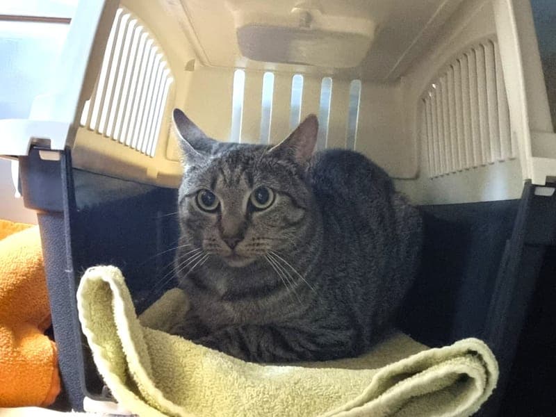 Amanda - Katze zur Adoption aus Hamburger Tierschutzverein
