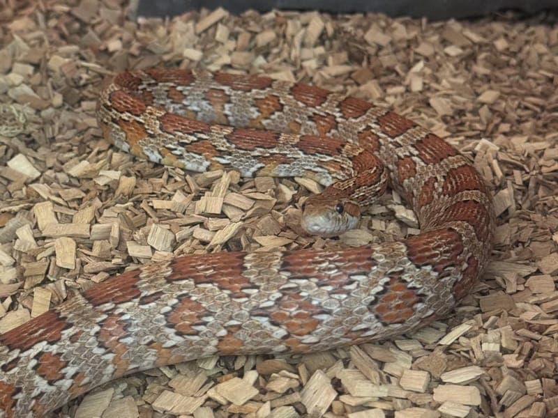 Amanda - Exot zur Adoption aus Hamburger Tierschutzverein