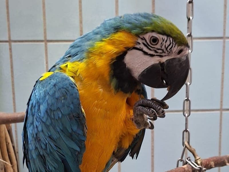 Ares - Vogel zur Adoption aus Hamburger Tierschutzverein