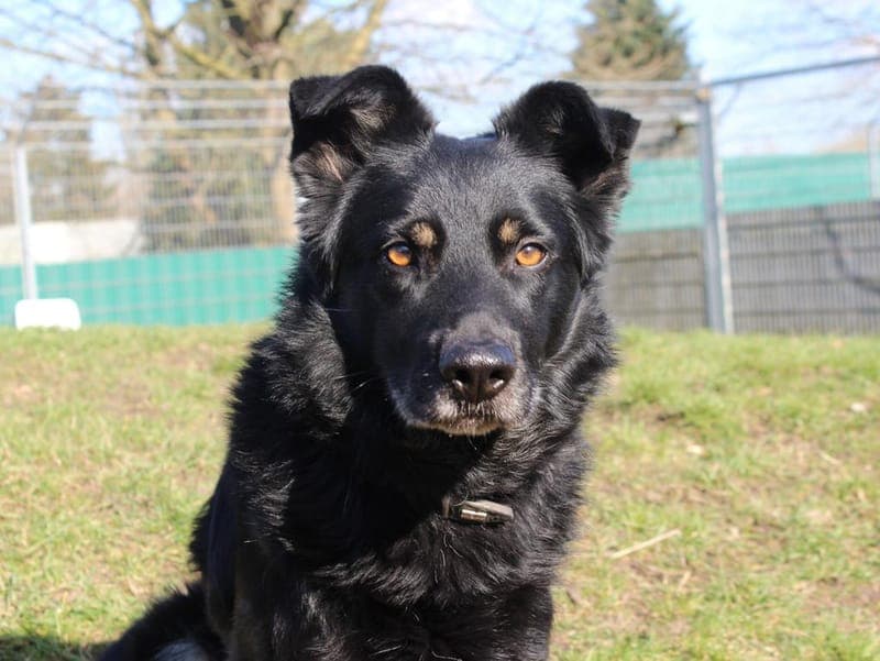 Arthus - Hund zur Adoption aus Hamburger Tierschutzverein