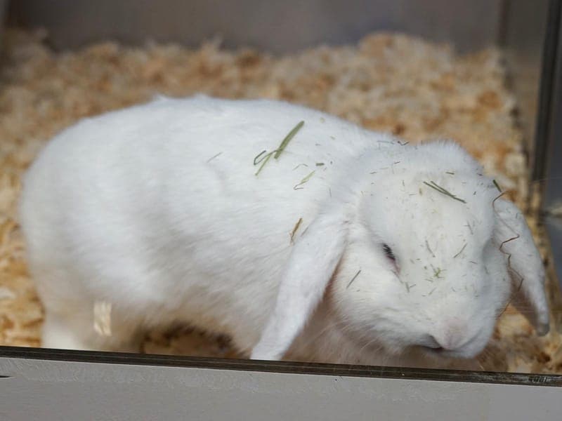 Aurora - Kleintier zur Adoption aus Hamburger Tierschutzverein