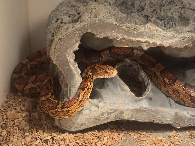 Badence - Exot zur Adoption aus Hamburger Tierschutzverein