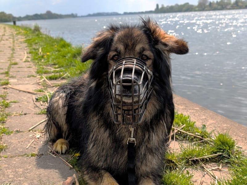 Baloo - Hund zur Adoption aus Hamburger Tierschutzverein