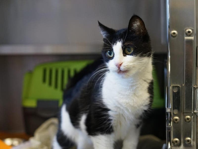 Bao - Katze zur Adoption aus Hamburger Tierschutzverein