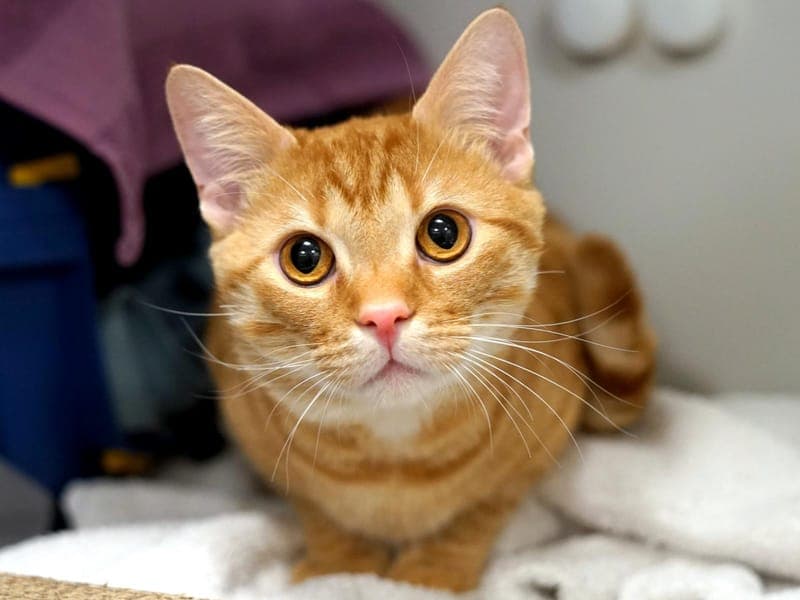 Basti - Katze zur Adoption aus Hamburger Tierschutzverein