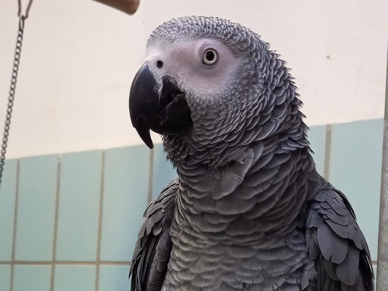 Bibo - Vogel zur Adoption aus Hamburger Tierschutzverein