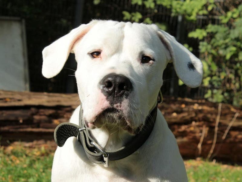 Blade - Hund zur Adoption aus Hamburger Tierschutzverein