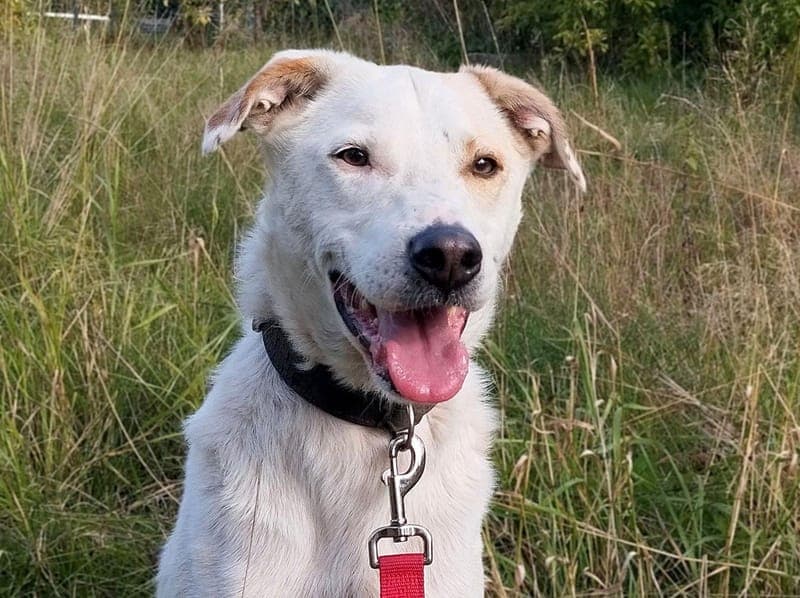 Bo - Hund zur Adoption aus Hamburger Tierschutzverein