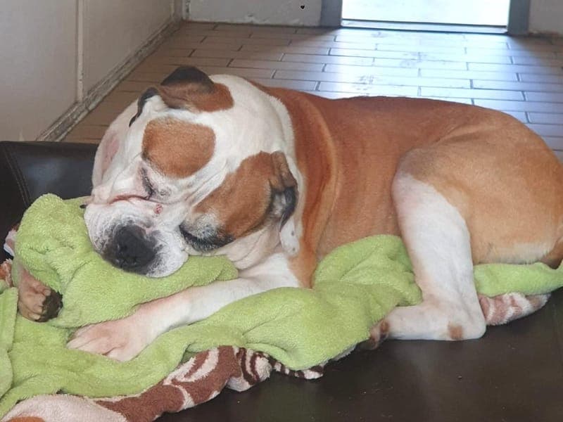 Bodo - Hund zur Adoption aus Hamburger Tierschutzverein