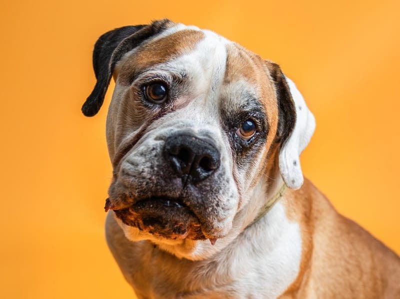 Bodo - Hund zur Adoption aus Hamburger Tierschutzverein