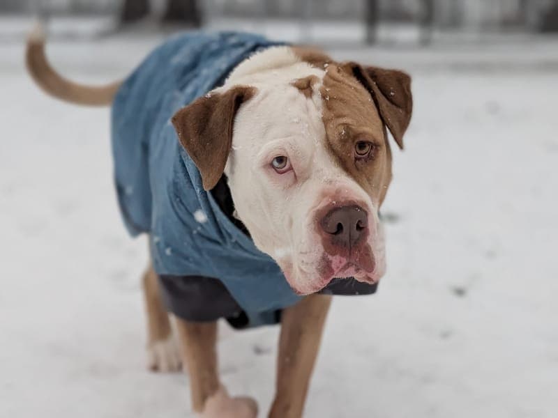 Bronx - Hund zur Adoption aus Hamburger Tierschutzverein