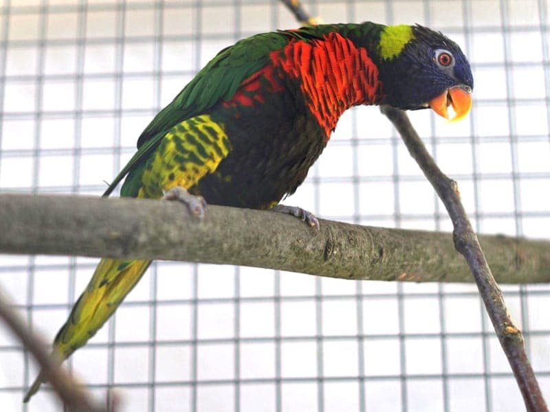 Calimero - Vogel zur Adoption aus Hamburger Tierschutzverein