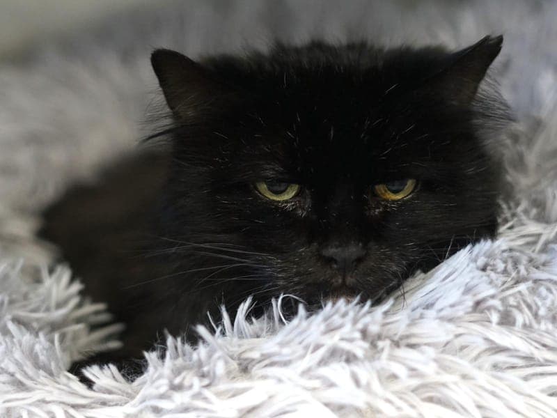 Cara - Katze zur Adoption aus Hamburger Tierschutzverein