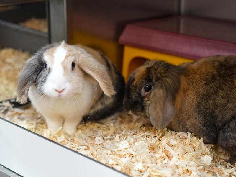 Caramello & Polly - Kleintier zur Adoption aus Hamburger Tierschutzverein