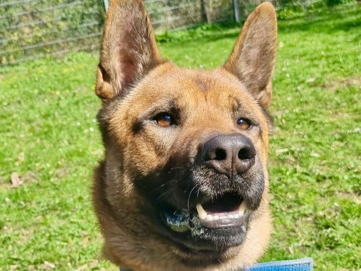 Carlo - Hund zur Adoption aus Hamburger Tierschutzverein