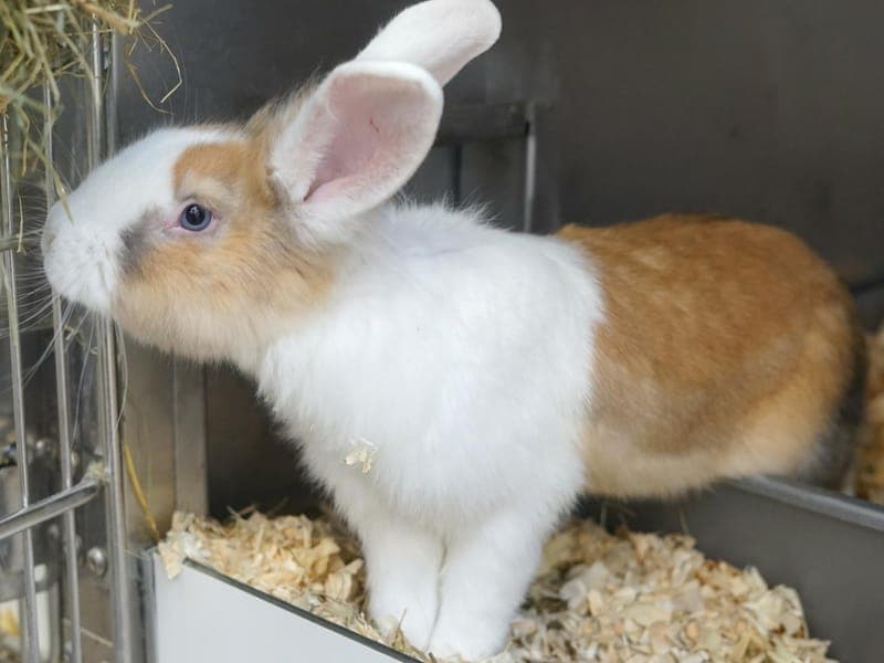 Cedric Diggory - Kleintier zur Adoption aus Hamburger Tierschutzverein