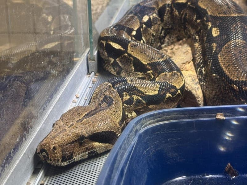 Chantal - Exot zur Adoption aus Hamburger Tierschutzverein