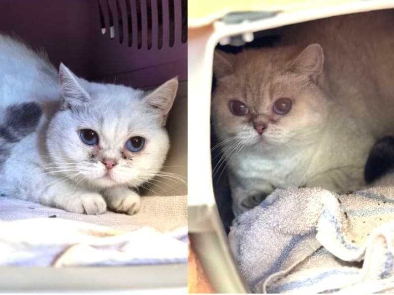 Chummy & Zummi - Katze zur Adoption aus Hamburger Tierschutzverein