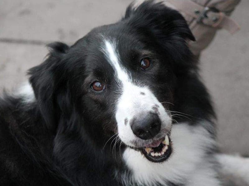 Cook - Hund zur Adoption aus Hamburger Tierschutzverein