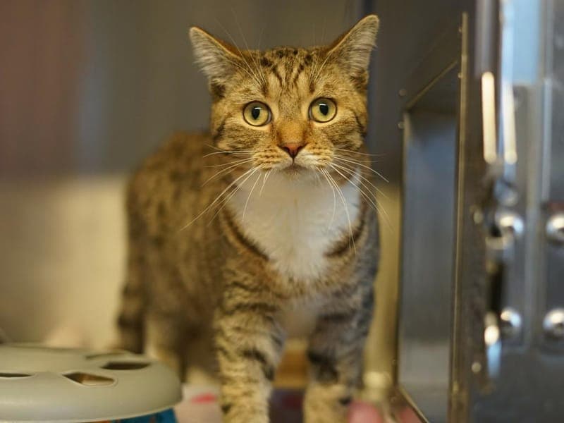 Cookie - Katze zur Adoption aus Hamburger Tierschutzverein