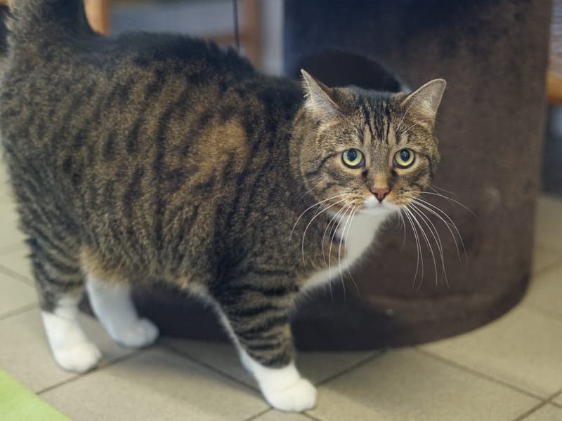 Cosmo - Katze zur Adoption aus Hamburger Tierschutzverein