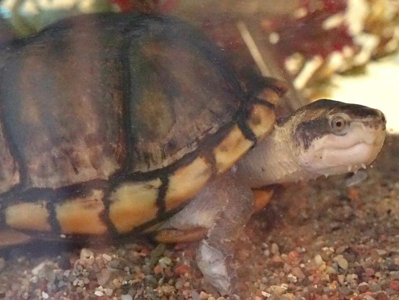 Crush - Exot zur Adoption aus Hamburger Tierschutzverein