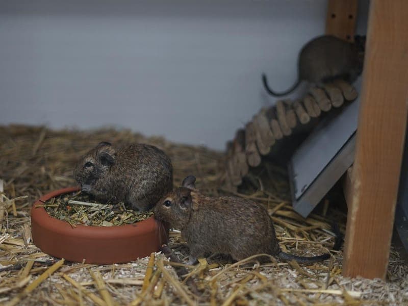 Degu-Damen-Duo - Kleintier zur Adoption aus Hamburger Tierschutzverein