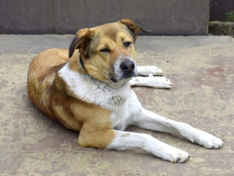 Dexter - Hund zur Adoption aus Hamburger Tierschutzverein