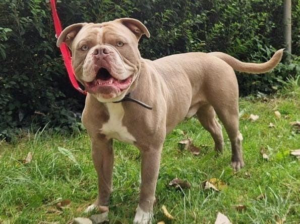 Dexter - Hund zur Adoption aus Hamburger Tierschutzverein