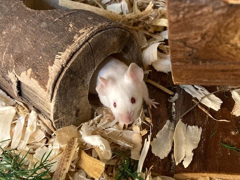 Die Mausi-Boys - Kleintier zur Adoption aus Hamburger Tierschutzverein