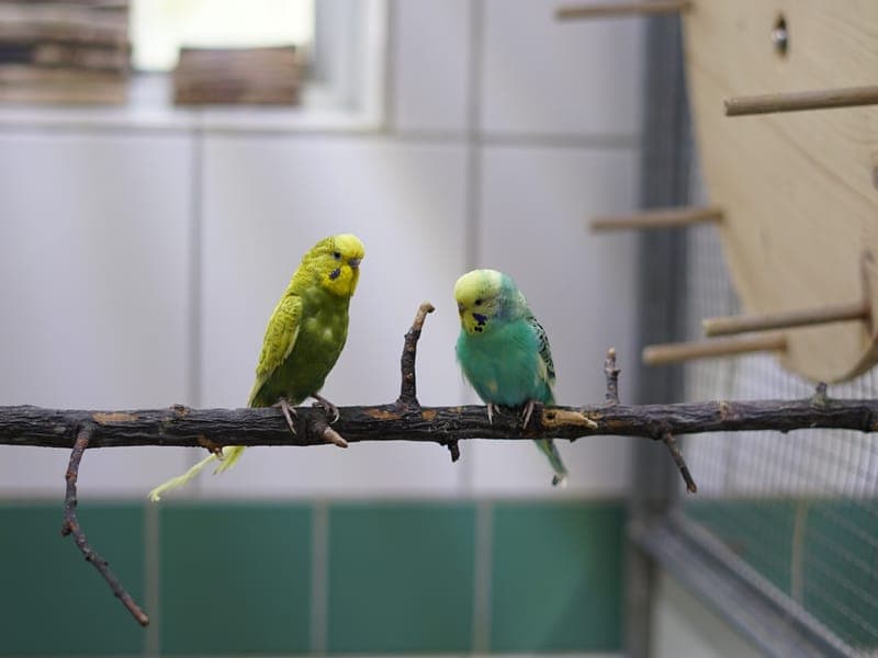Die Welli-WG - Vogel zur Adoption aus Hamburger Tierschutzverein