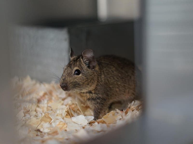 Diego - Kleintier zur Adoption aus Hamburger Tierschutzverein
