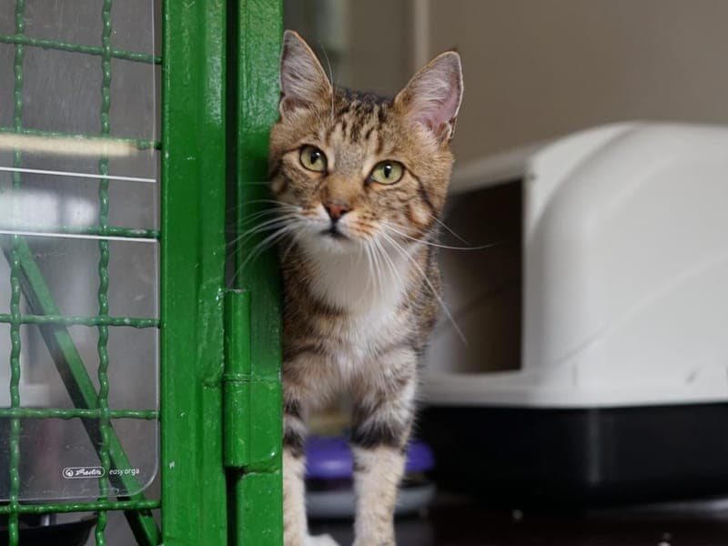 Dolores - Katze zur Adoption aus Hamburger Tierschutzverein