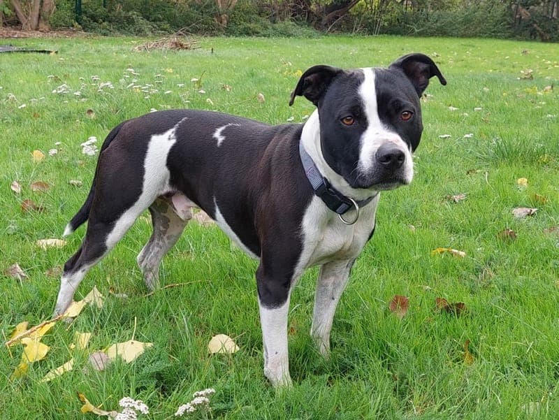 Dom - Hund zur Adoption aus Hamburger Tierschutzverein