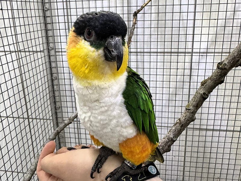 Earl - Vogel zur Adoption aus Hamburger Tierschutzverein