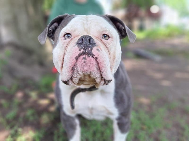 Eddy - Hund zur Adoption aus Hamburger Tierschutzverein