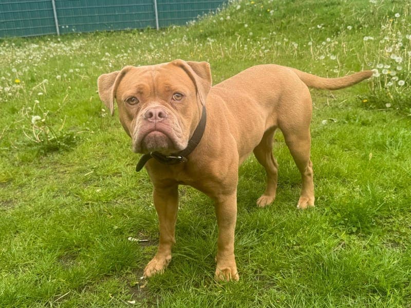 Emmy - Hund zur Adoption aus Hamburger Tierschutzverein