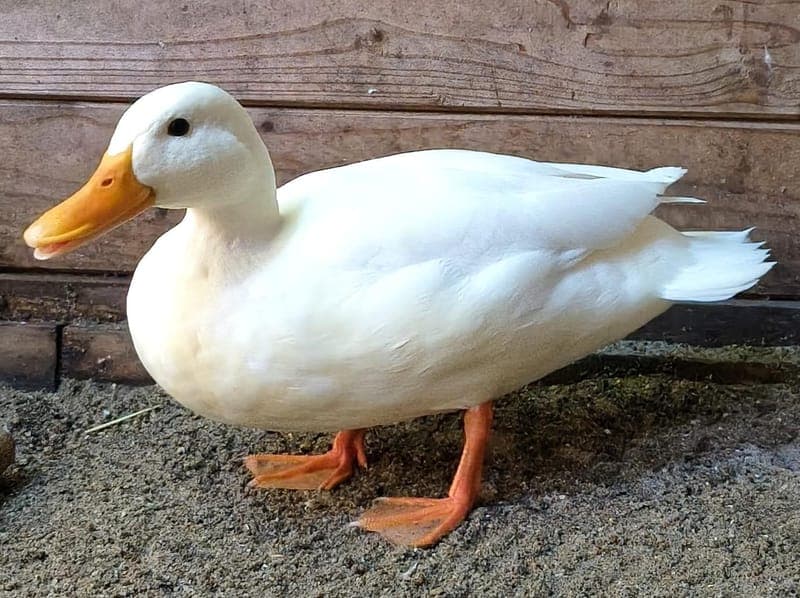 Entella - Vogel zur Adoption aus Hamburger Tierschutzverein