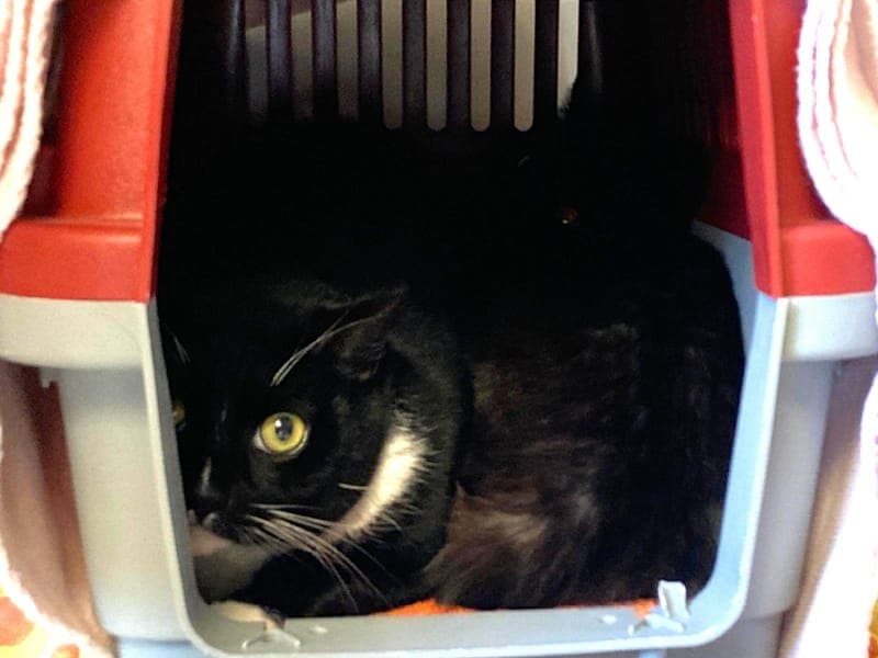 Erna & Emma - Katze zur Adoption aus Hamburger Tierschutzverein