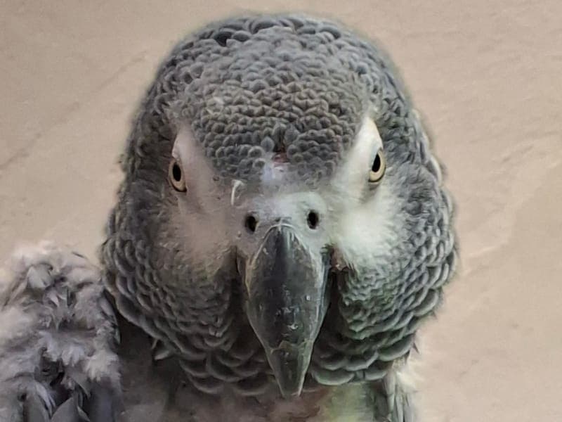 Erna - Vogel zur Adoption aus Hamburger Tierschutzverein